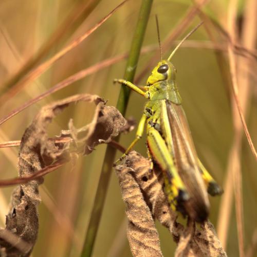 Réf. 347 559 : Stethophyma grossum